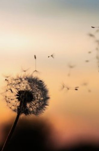 Gros plan sur une fleur dont les pétales s'envolent sur fond de soleil couchant