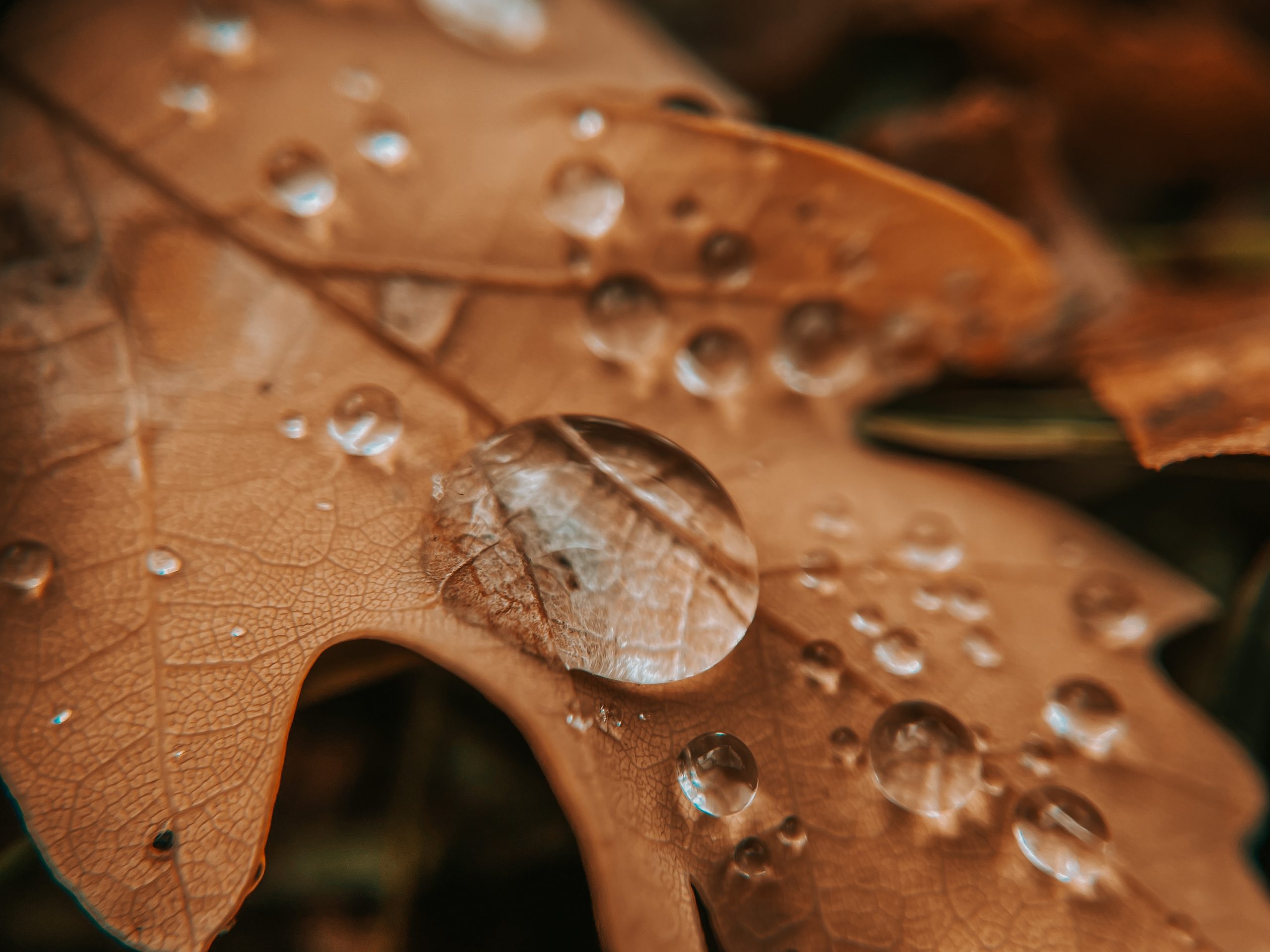 Une goutte de rosée sur une feuille d'arbre marron